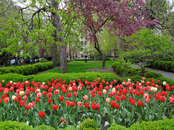 Gramercy park tulips